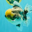 AAA Grade Kirin Oranda Male 6 inches #092526OR_04