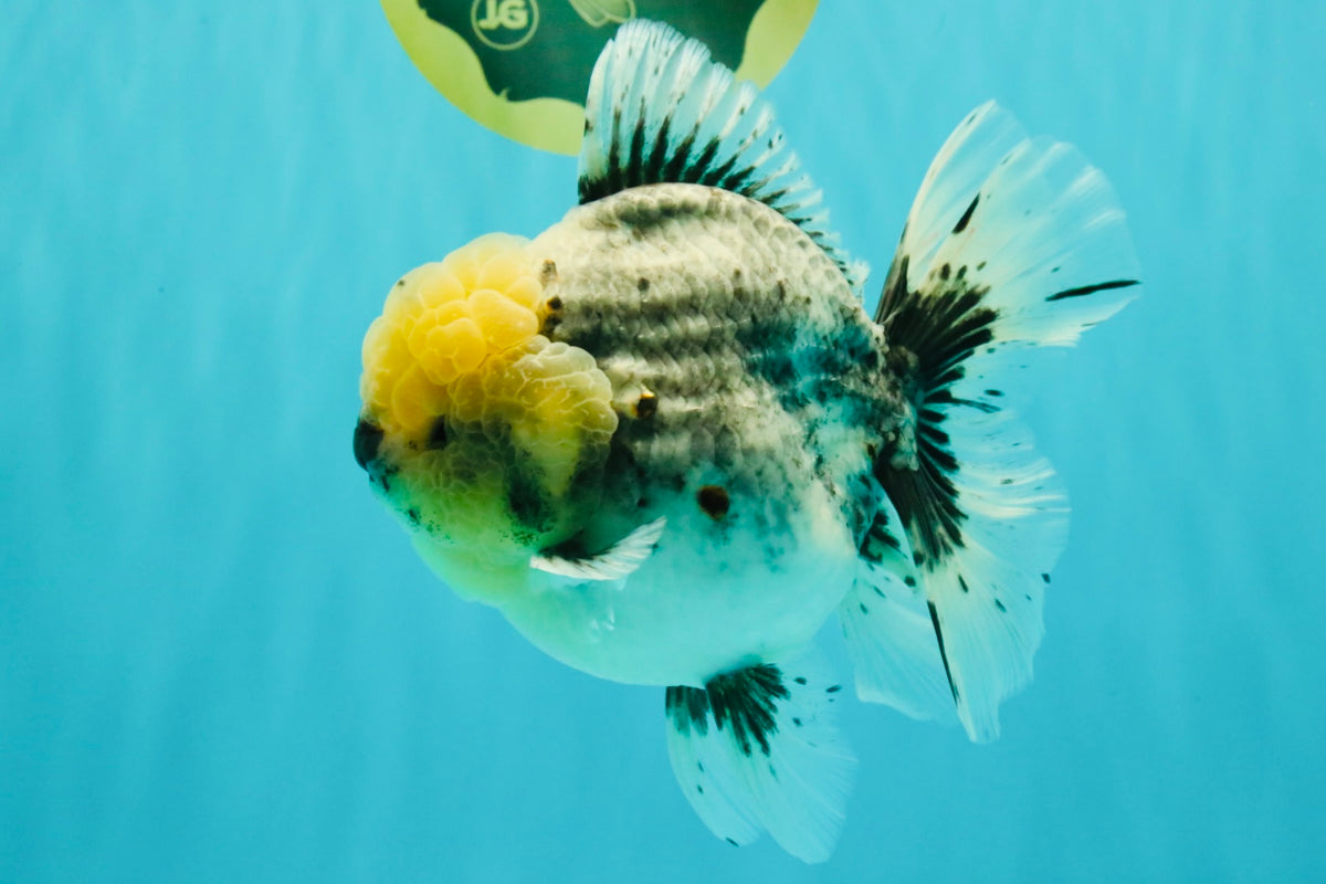 AAA Grade Kirin Oranda Male 6 inches #092526OR_04