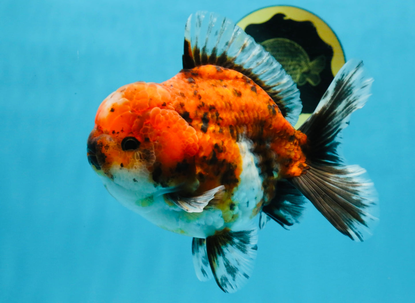 SPECIAL ROSE TAIL A Grade Calico Oranda Male 5.5 inches #120525OR_01