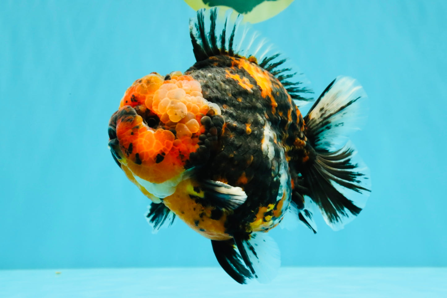 CHONKY AAA Grade Tiger Yuanbao Male 6 inches #032026YB_24