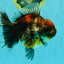 AAA Grade Granite Calico Oranda Female 6.5-7 inches #073126OR_03