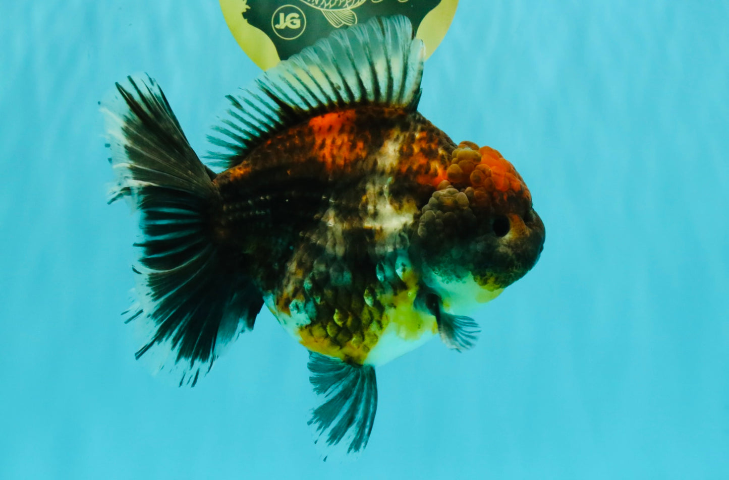 AAA Grade Granite Calico Oranda Female 6.5-7 inches #073126OR_03