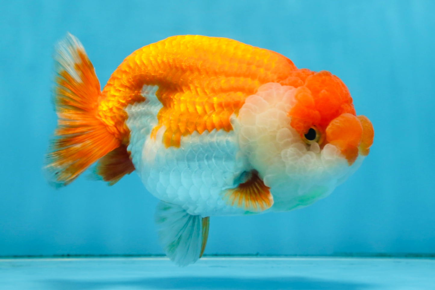 A Grade FLUFFY WEN Red White LionQueen 5.5 inches #091925LC_25