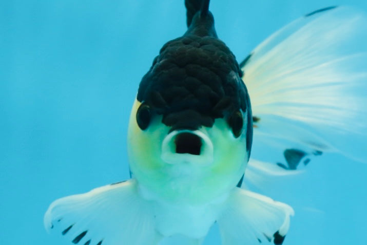 Fluffy Tail Panda Oranda Male 5.5 inches #072525OR_12