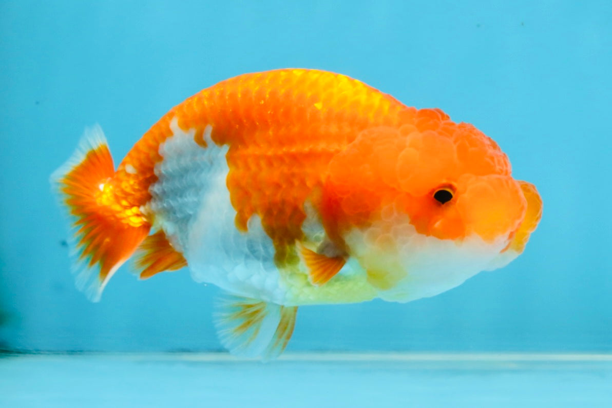 Red White Lionchu Female 4 inches #121925LC_02