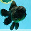 GODZILLA AAA Grade Black Oranda Male 6.5 inches #022026OR_04