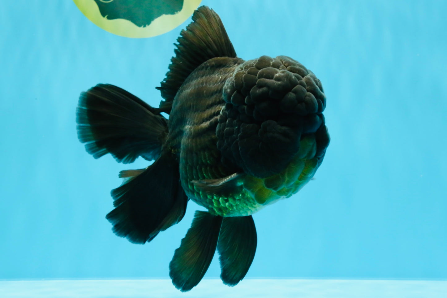 GODZILLA AAA Grade Black Oranda Male 6.5 inches #022026OR_04