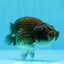 Femelle Ranchu Cuivre Noir 3,5-4 pouces #0726RC_31