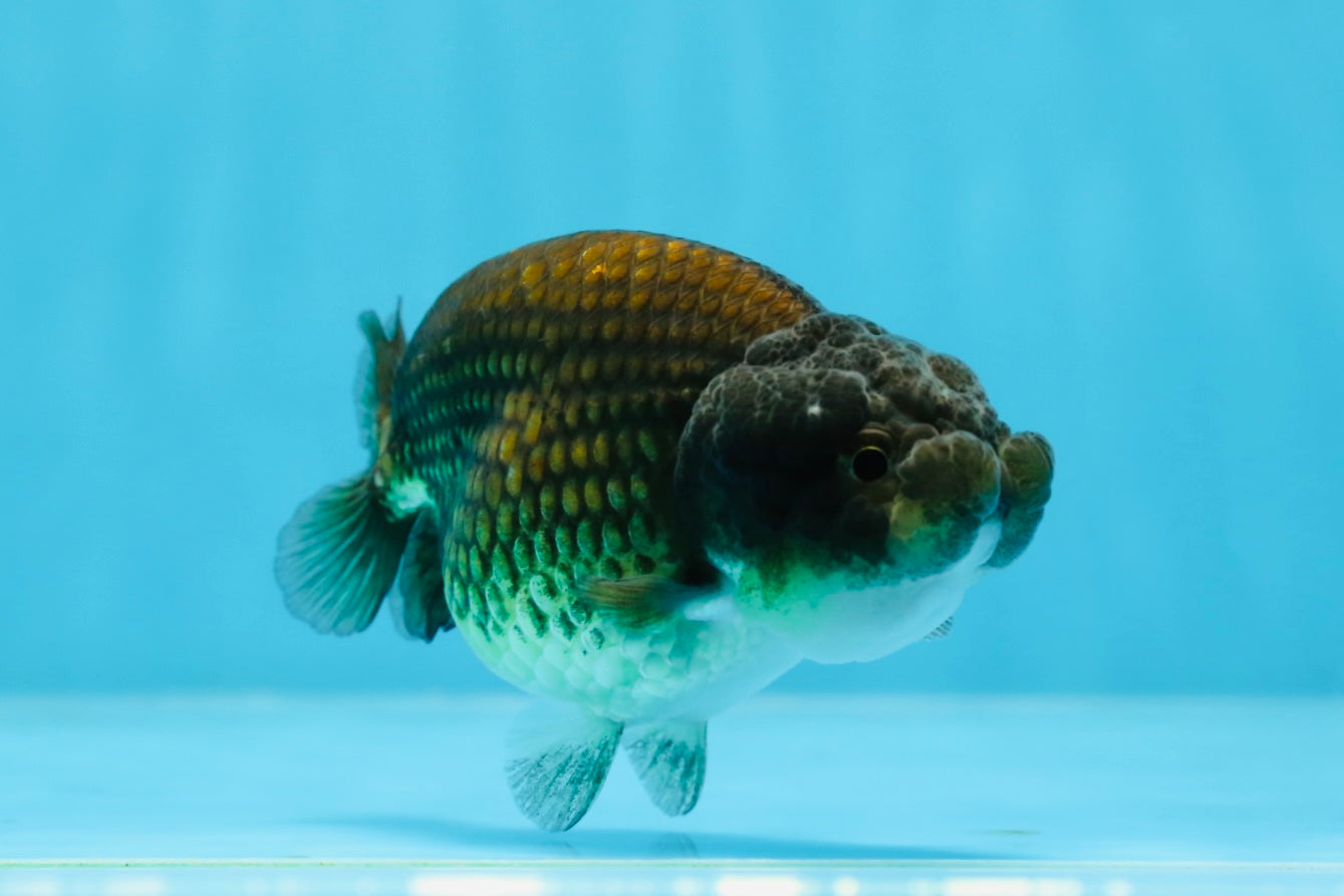 Black Copper Ranchu Female 3.5-4 inches #0726RC_31