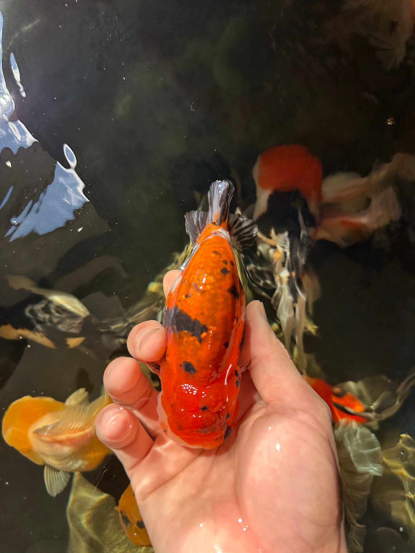 A Grade Tricolor Tiger LionKing 4.5 inches #052325LC_16