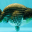 A Grade Blue Ranchu Male 6.5-7 inches #101626RC_24