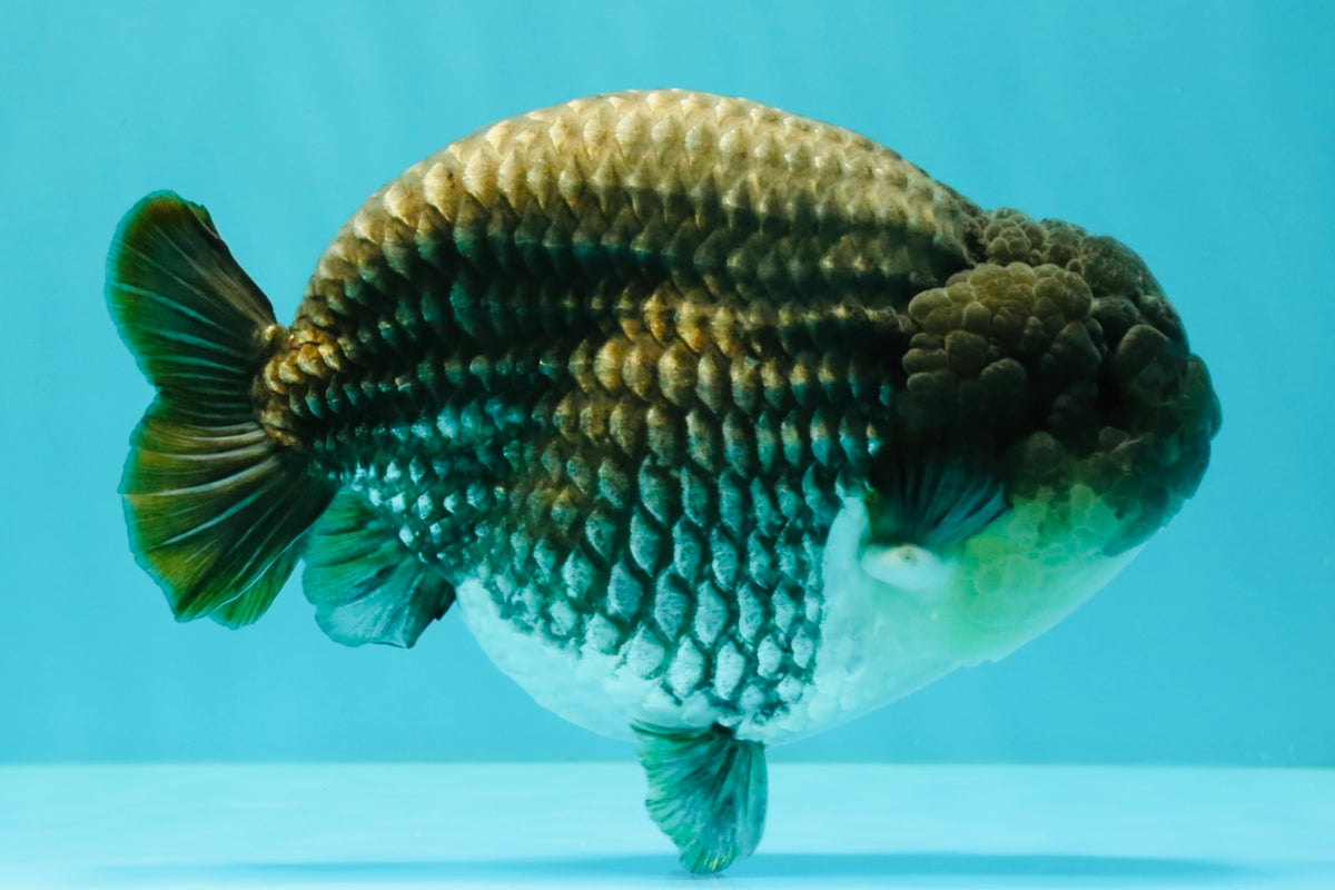 A Grade Blue Ranchu Male 6.5-7 inches #101626RC_24
