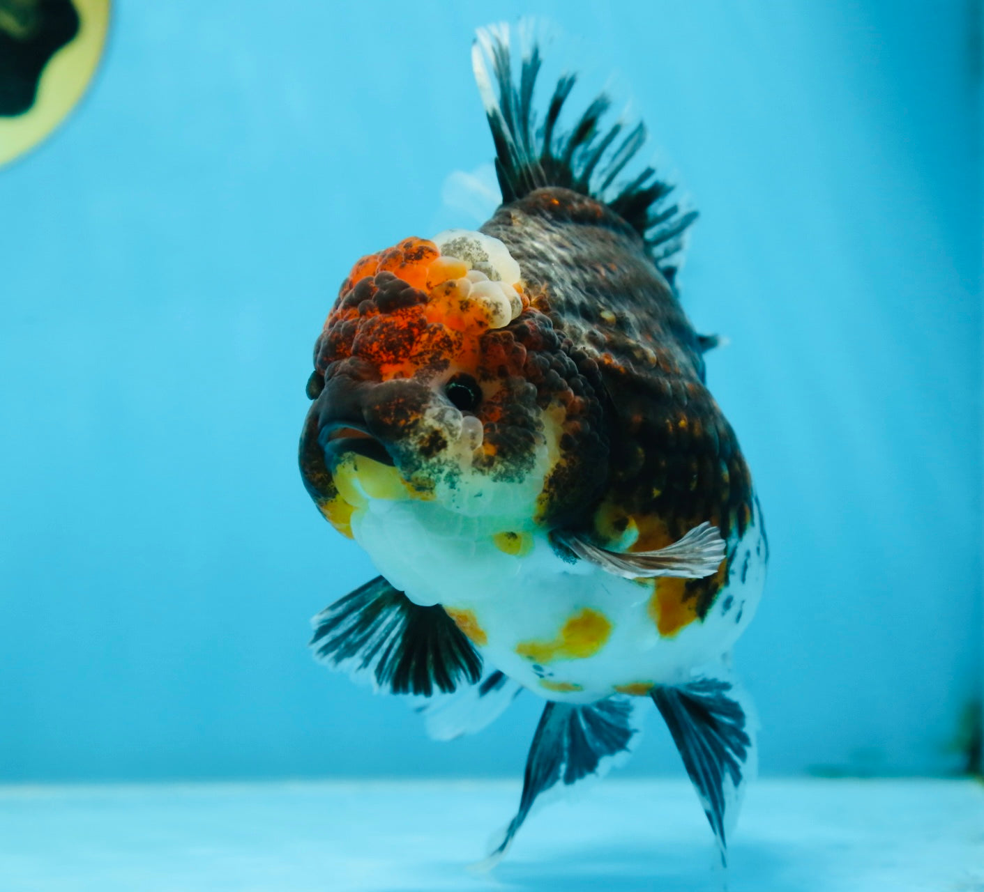 AAA Grade THICK BODY Calico Kirin Oranda Female 6 inches #080825OR_14