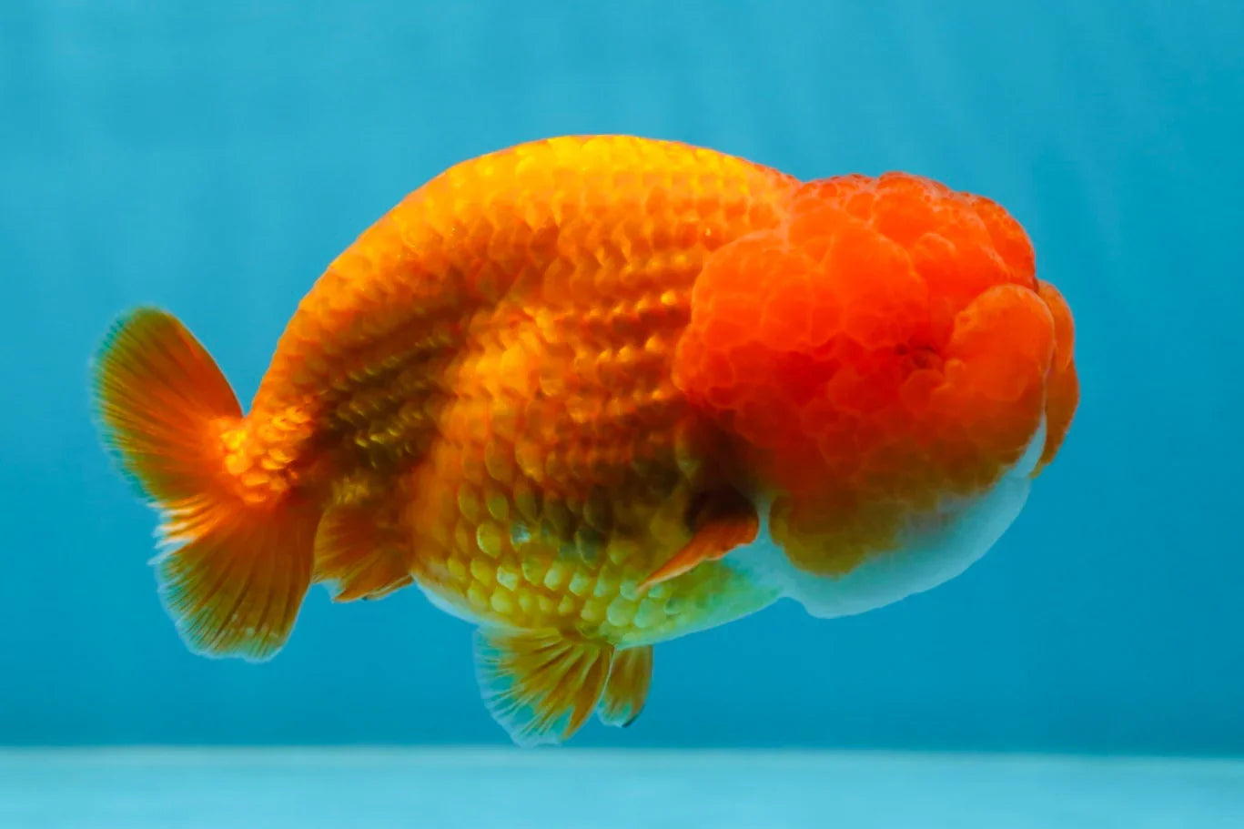 A Big Wen Grade Red LionQueen 4.5 inches #051625LC_39