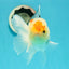 AAA Grade Lemonhead Tricolor Button Eyes Oranda Male 5 inches #111524OR_23