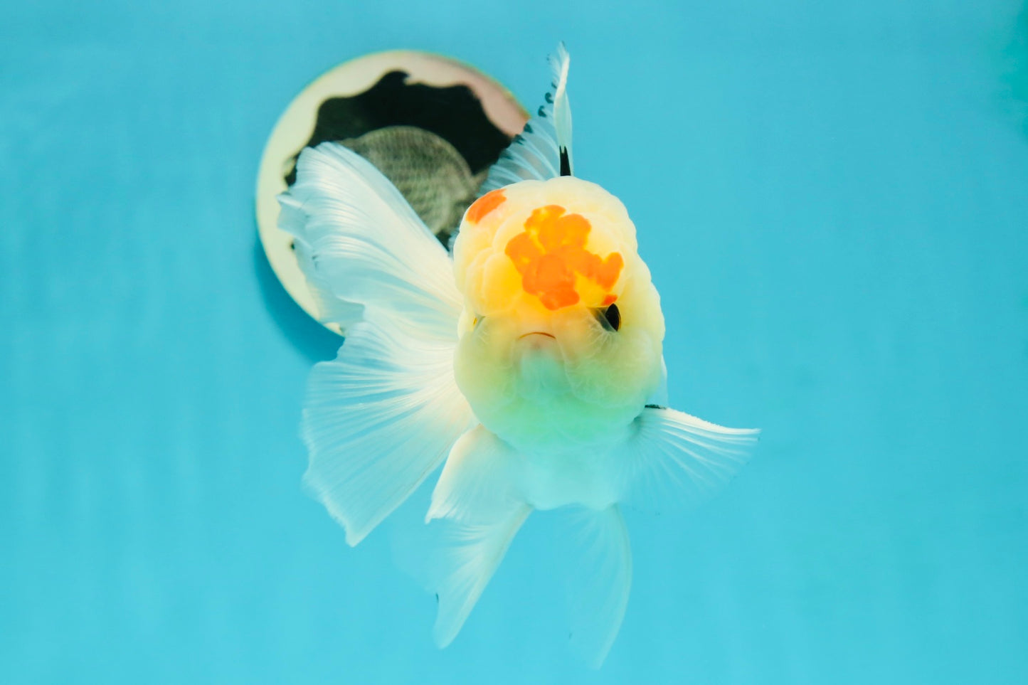 AAA Grade Lemonhead Tricolor Button Eyes Oranda Male 5 inches #111524OR_23