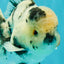A Grade Two Face Marble Oranda Male 6-6.5 inches #072426OR_11