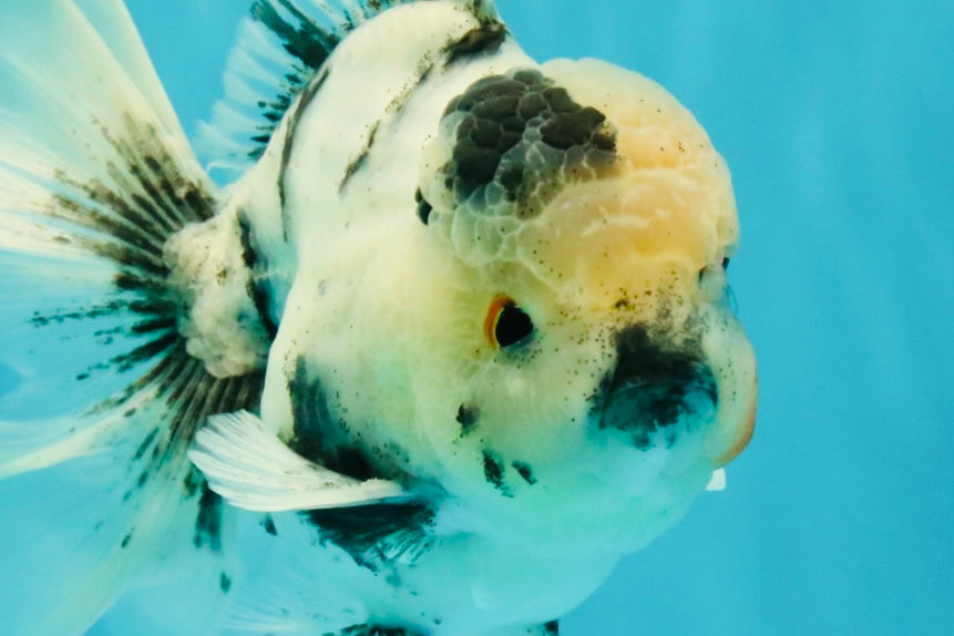 A Grade Two Face Marble Oranda Male 6-6.5 inches #072426OR_11