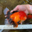 AAA Grade Young Godzilla Apache Oranda Male 6 inches #081525OR_09