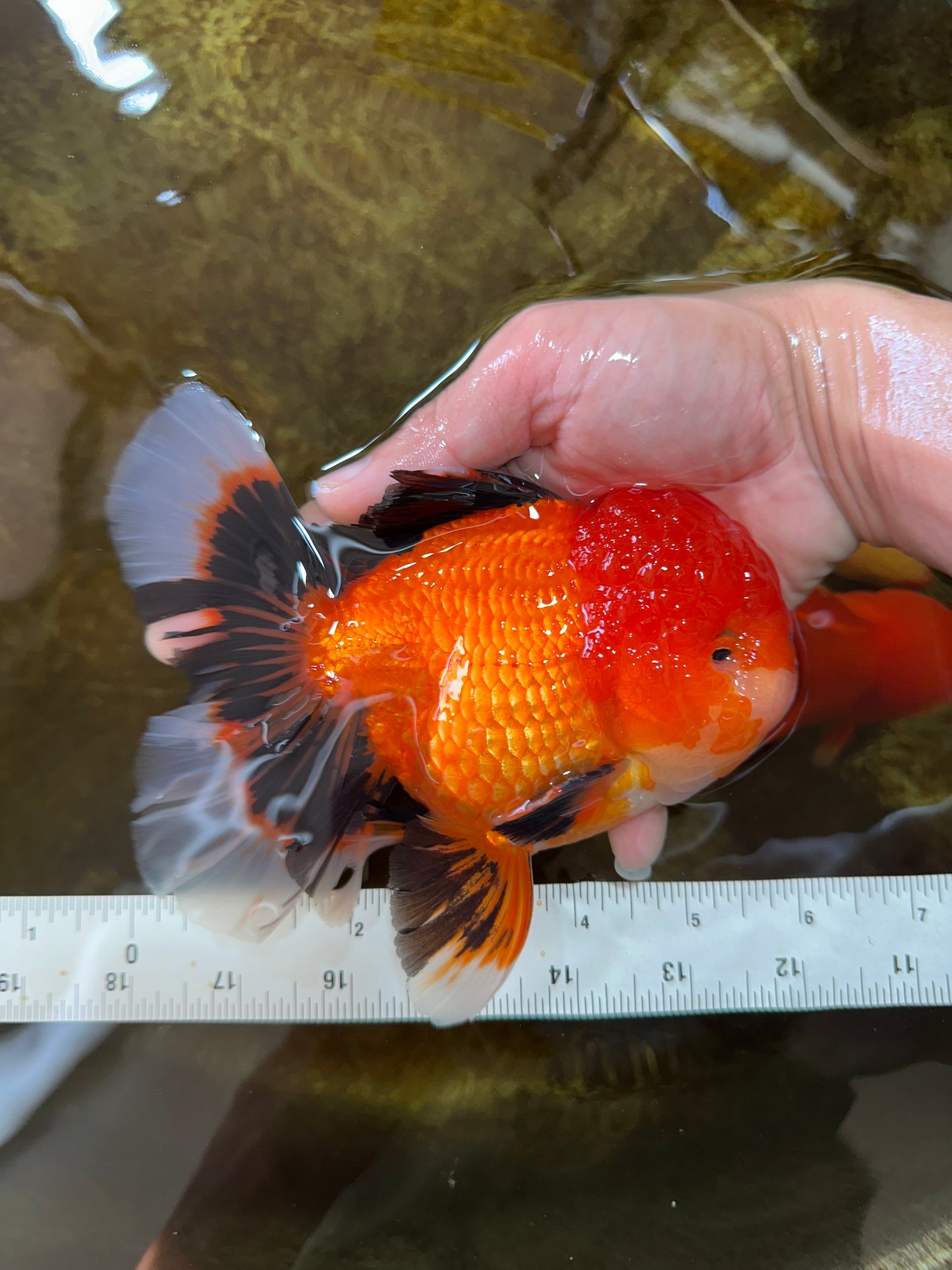 AAA Grade Young Godzilla Apache Oranda Male 6 inches #081525OR_09