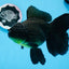 Oranda hembra negra de gran tamaño, grado A, 7-7,5 pulgadas, n.º 0706OR_10