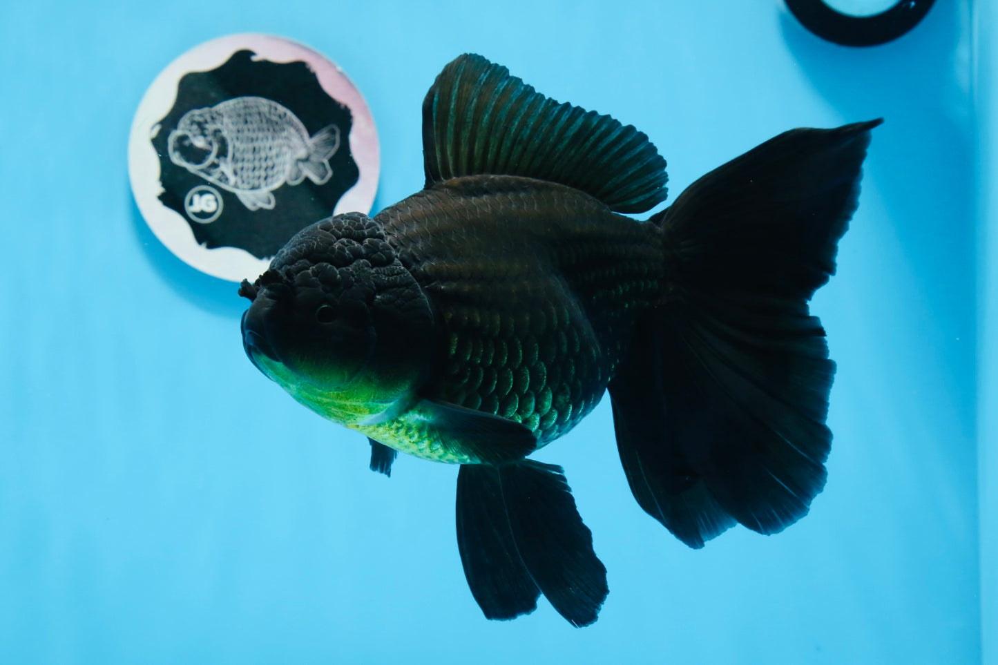 A Grade Big Size Black Oranda Female 7-7.5 inches #0706OR_10