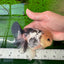 Panda Button Eyes Oranda Male 4.5 inches #0920OR_20