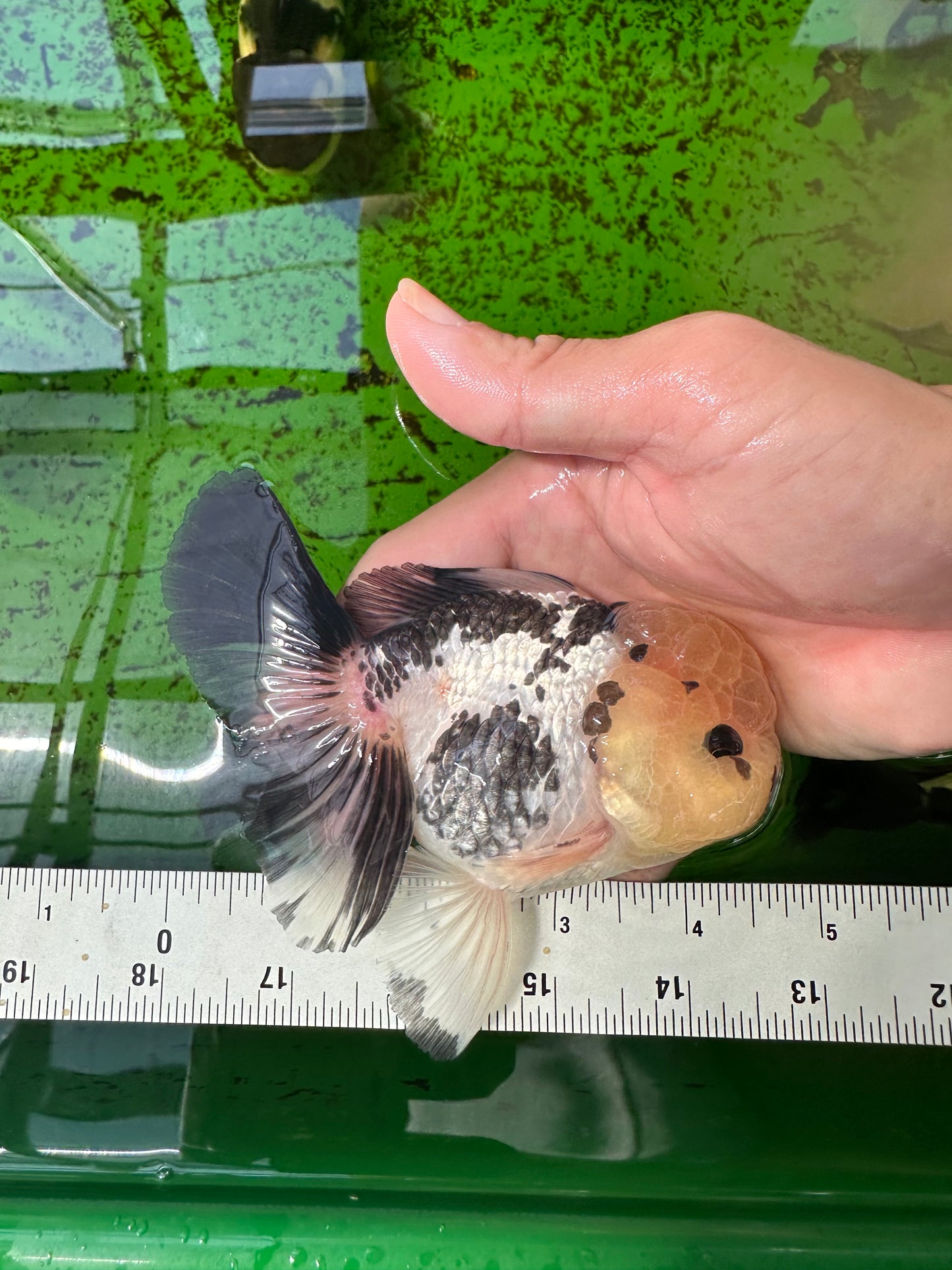 Panda Button Eyes Oranda Male 4.5 inches #0920OR_20