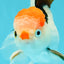 CLOWN A Grade Tricolor Oranda Male 5-5.5 inches #032026OR_14