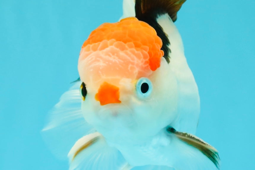 CLOWN A Grade Tricolor Oranda Male 5-5.5 inches #032026OR_14
