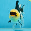 AAA Grade Panda Button Eyes Oranda Male 5-5.5 inches #080125OR_22