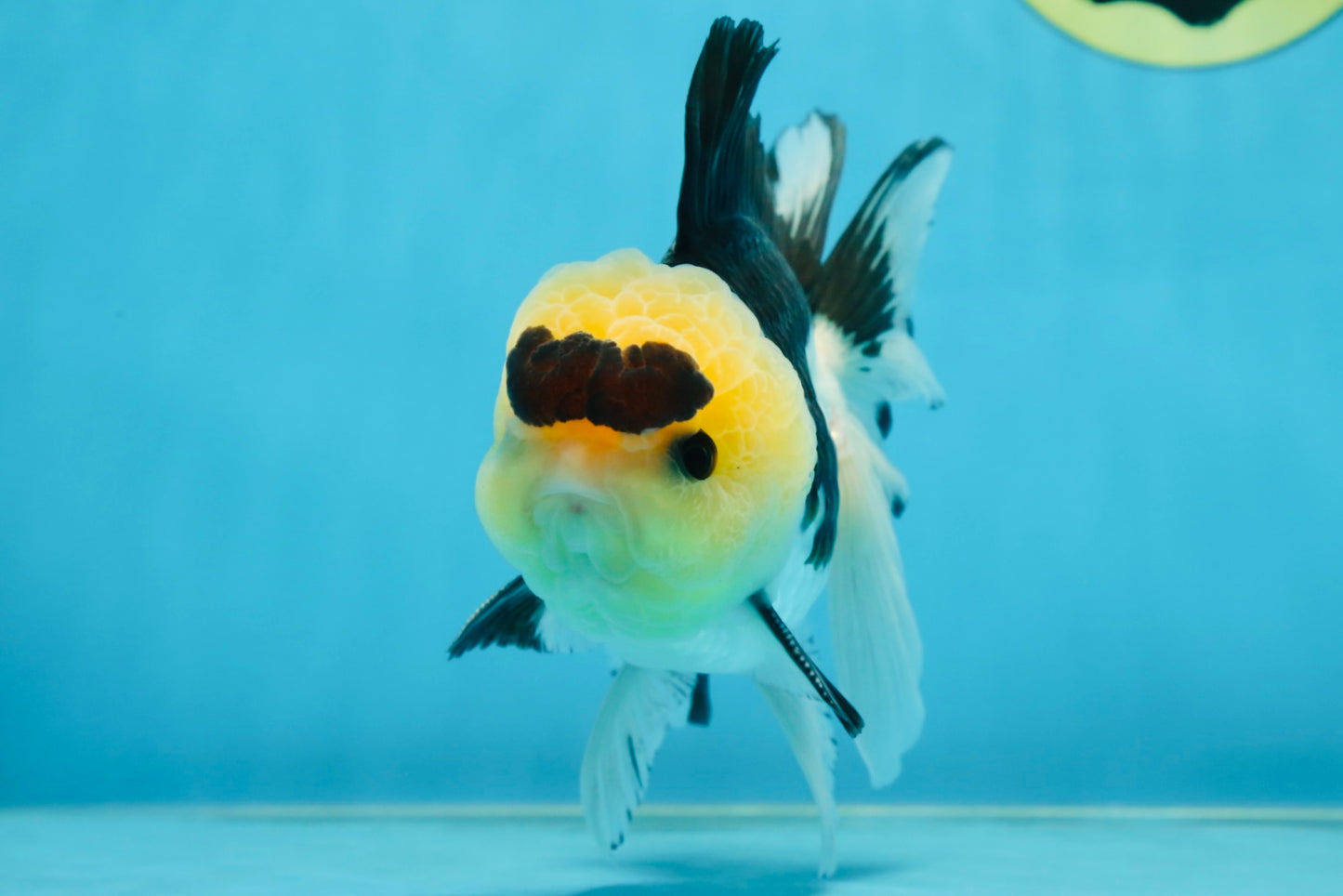 AAA Grade Panda Button Eyes Oranda Male 5-5.5 inches #080125OR_22