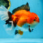 AAA Grade THICK BODY Godzilla Apache Oranda Male 6.5 inches #090525OR_07