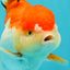 Cheeky Red White Oranda Female 5-5.5 inches #110124OR_02