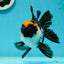 AAA Grade Tricolor Oranda Male 5.5 inches #112224OR_12