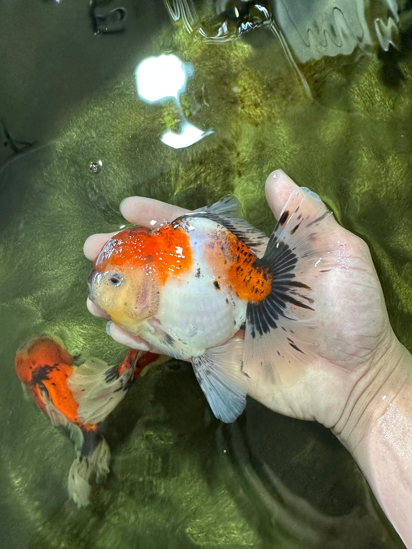 AAA Grade Godzilla Calico Sakura Button Eyes Oranda Male 5 inches #051625OR_17