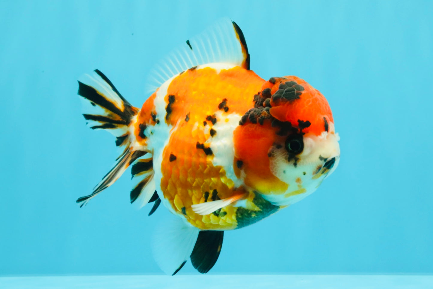 Tricolor Tiger Yuanbao Female 5.5 inches #030626YB_13