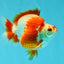 AAA Grade Red White Ryukin Male 4 inches #041726RK_05