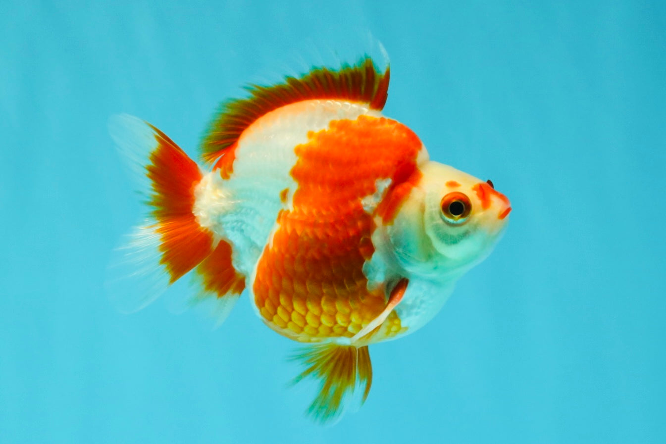 AAA Grade Red White Ryukin Male 4 inches #041726RK_05
