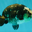 Ink Chinese Ranchu Male 5.5-6 inches #050826RC_13