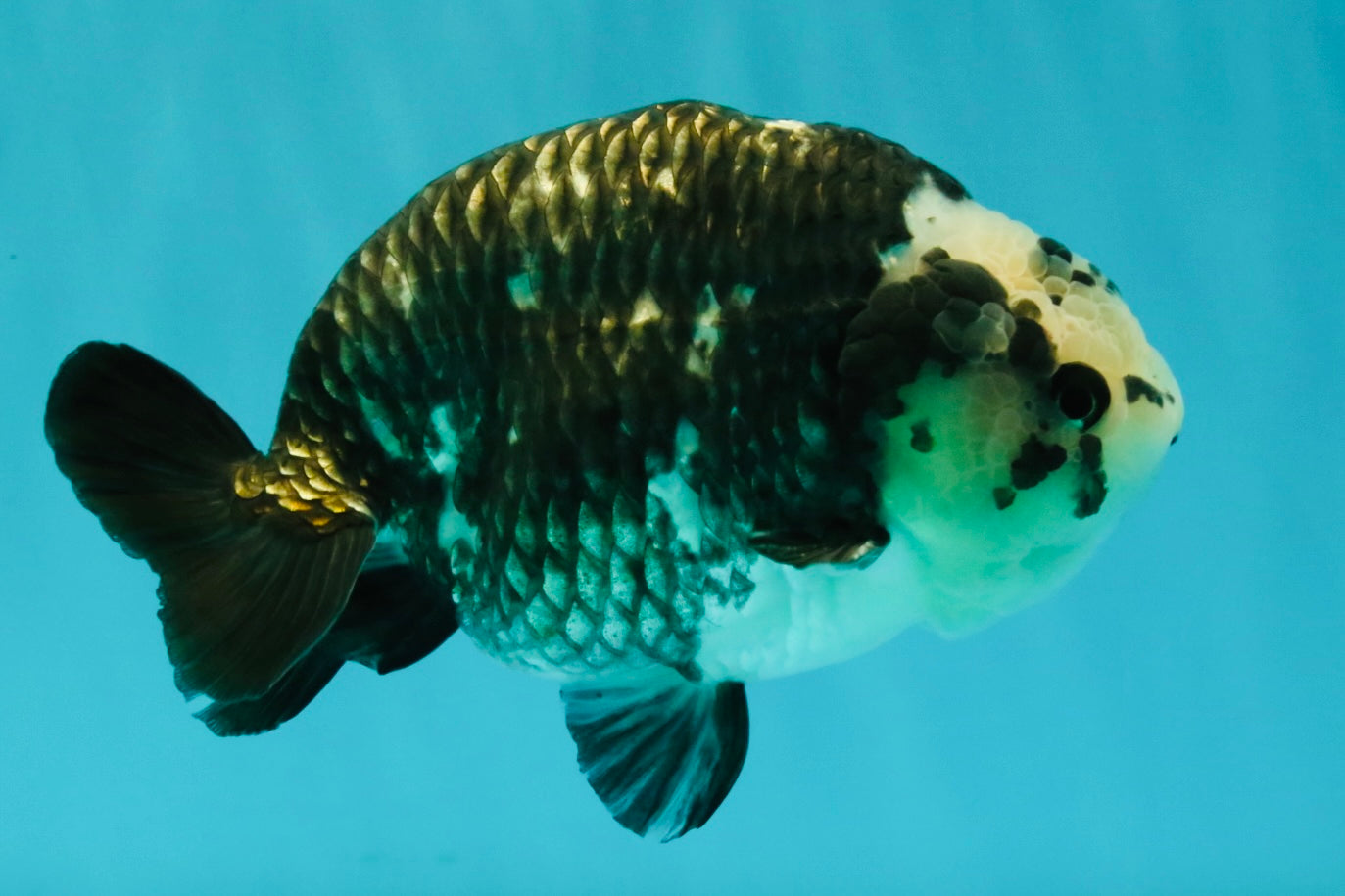 Ink Chinese Ranchu Male 5.5-6 inches #050826RC_13