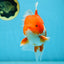 TOMATO AAA Grade Red White Oranda Male 5.5-6 inches #082225OR_11