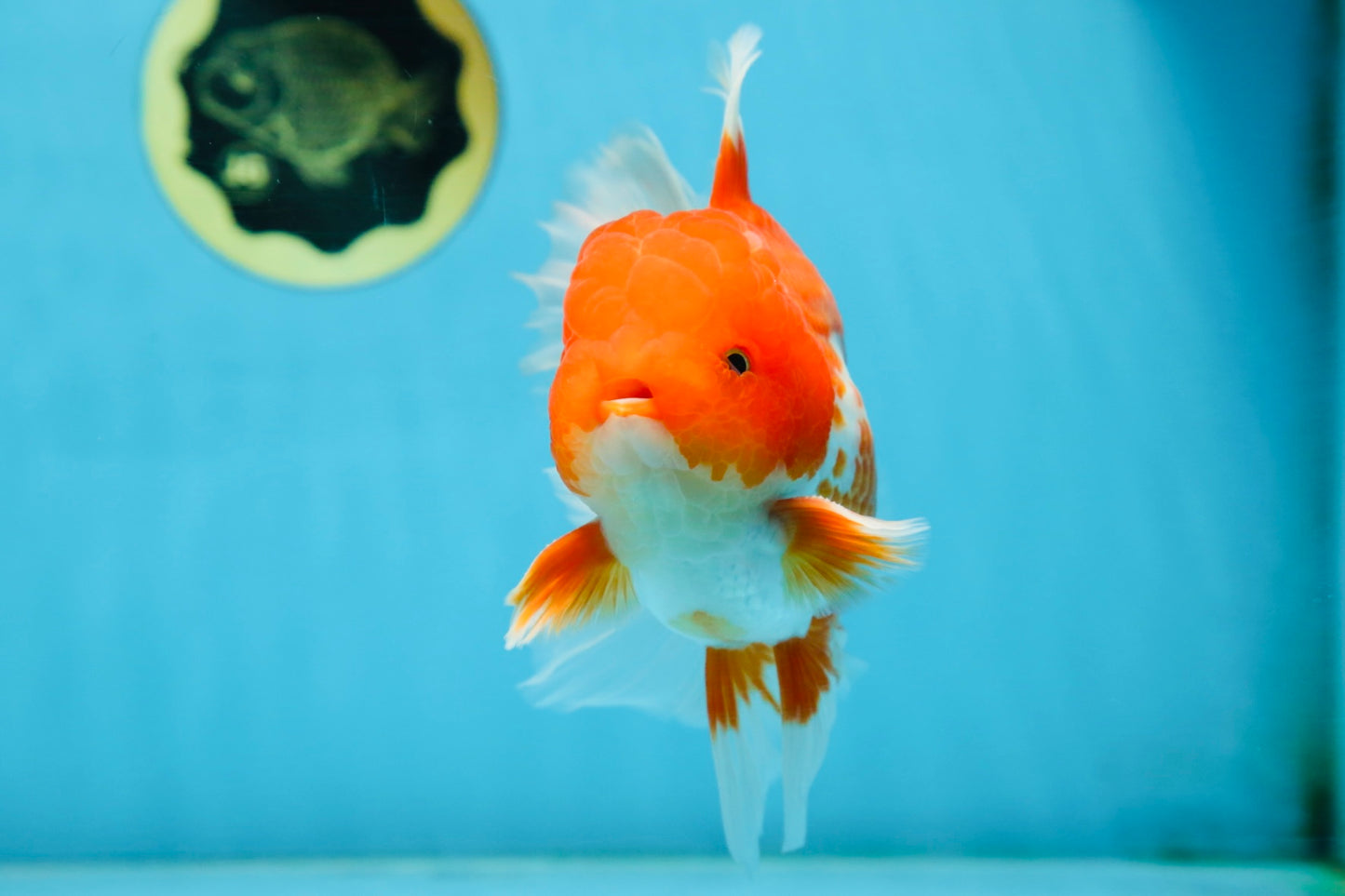 TOMATO AAA Grade Red White Oranda Male 5.5-6 inches #082225OR_11