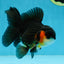 A Grade Tricolor Oranda Male 4.5 inches #053025OR_18