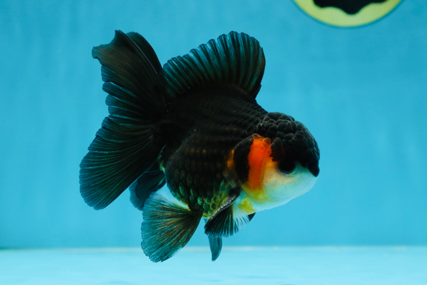 A Grade Tricolor Oranda Male 4.5 inches #053025OR_18
