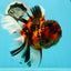 JUMBO MONSTER AAA Grade Tiger Oranda Butterfly Tail Male 6.5-7 inches #1011OR_01