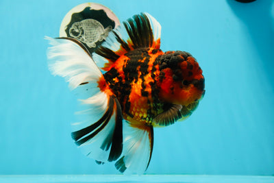 JUMBO MONSTER AAA Grade Tiger Oranda Butterfly Tail Male 6.5-7 inches #1011OR_01