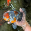 FLUFFY AAA Grade Calico Kirin Oranda Male 7 inches #100926OR_09