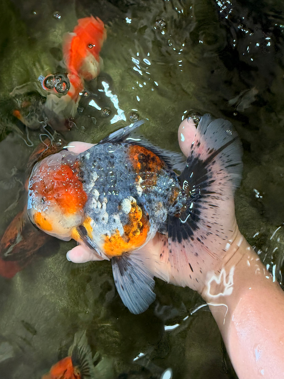 FLUFFY AAA Grade Calico Kirin Oranda Male 7 inches #100926OR_09