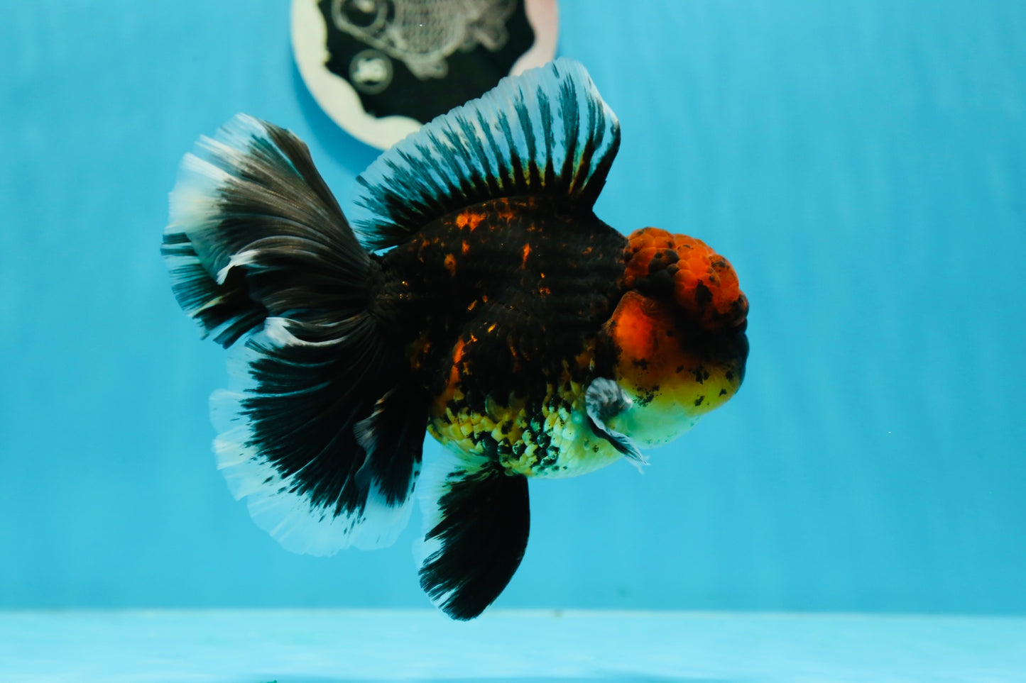 AAA Grade Apache Monster Tiger Rose Tail Oranda Male 5 inches #1201OR_11